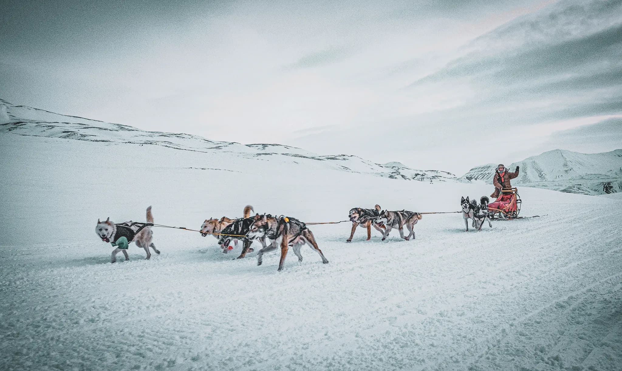 a team of huskies crossing the immaculate snow under a clear sky