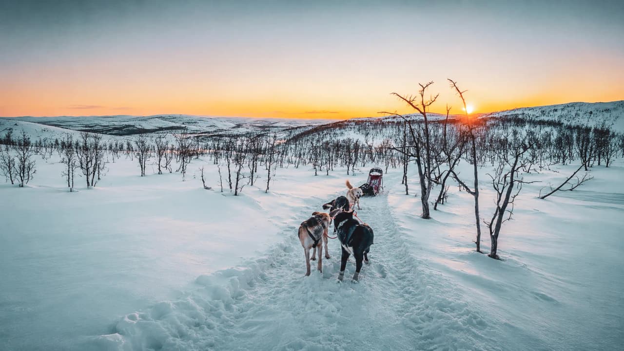 Huskys traversant un paysage enneigé au coucher du soleil en Laponie norvégienne.