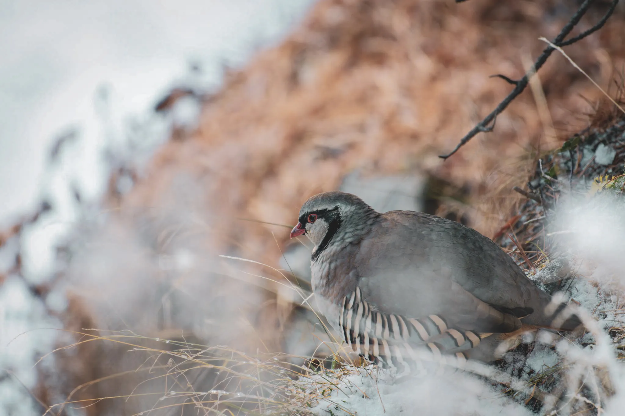 Un lagopède grimpeur se repose parmi les herbes dorées et la neige des Écrins.