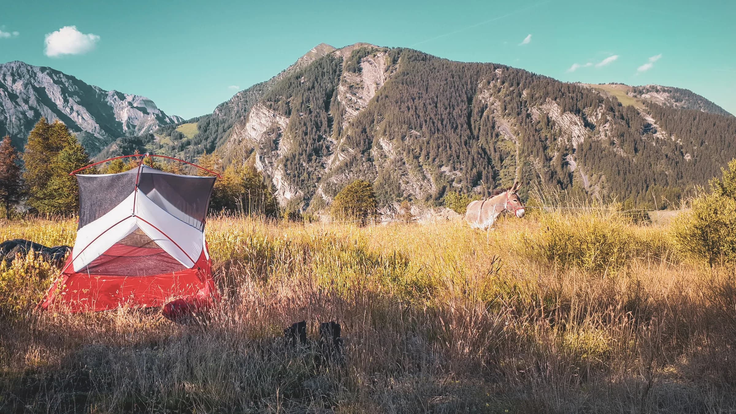Tente colorée dans un champ d'herbes dorées, âne paisible et montagnes majestueuses en arrière-plan.