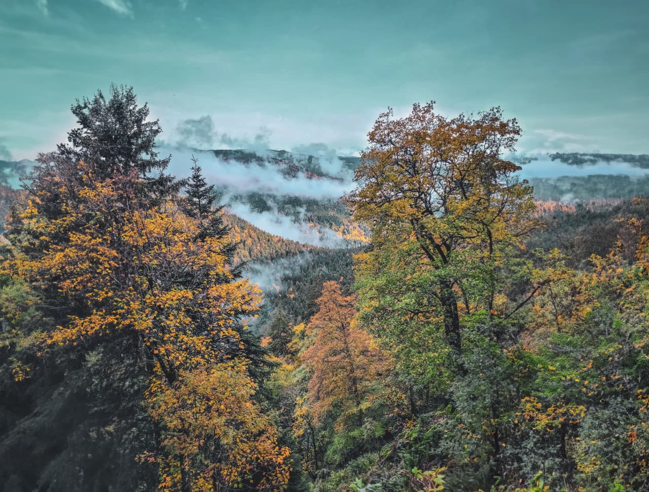 Paysage automnal des Vosges, arbres colorés, brouillard mystique et montagnes en arrière-plan.