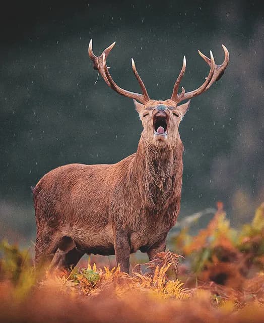 Hertenbronst en packraften in de Ardennen
