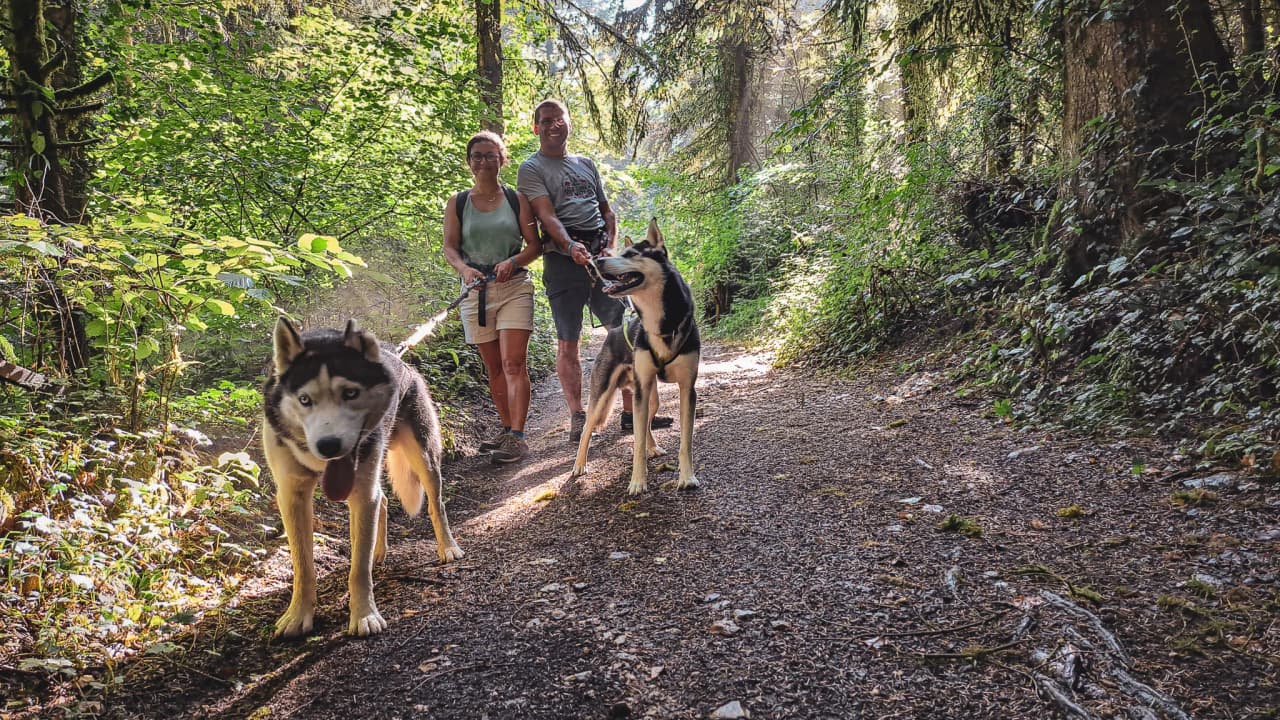 Group of hikers and dogs on a bright forest path in the Jura. Green countryside.