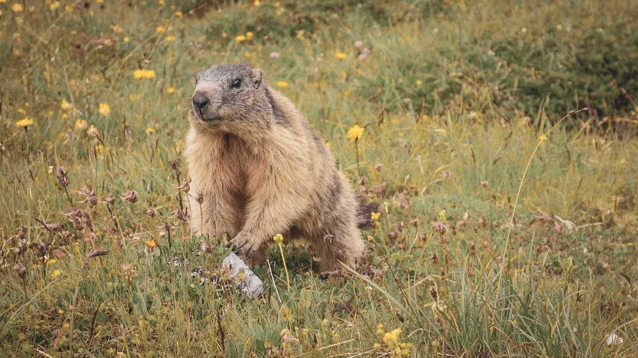 A marmot in the Dévoluy mountains