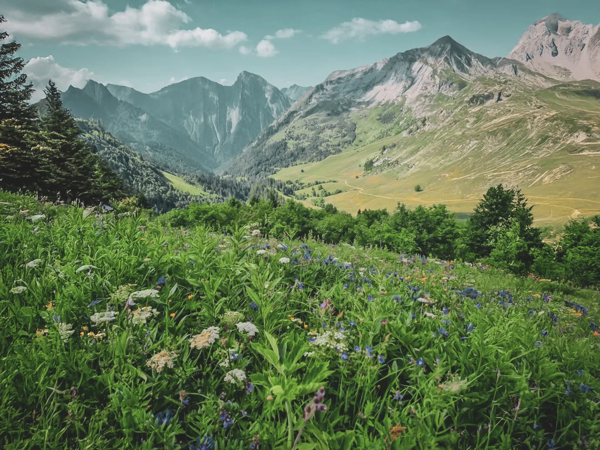 Vast flower-filled meadows, majestic mountains in the background, an invitation to escape.