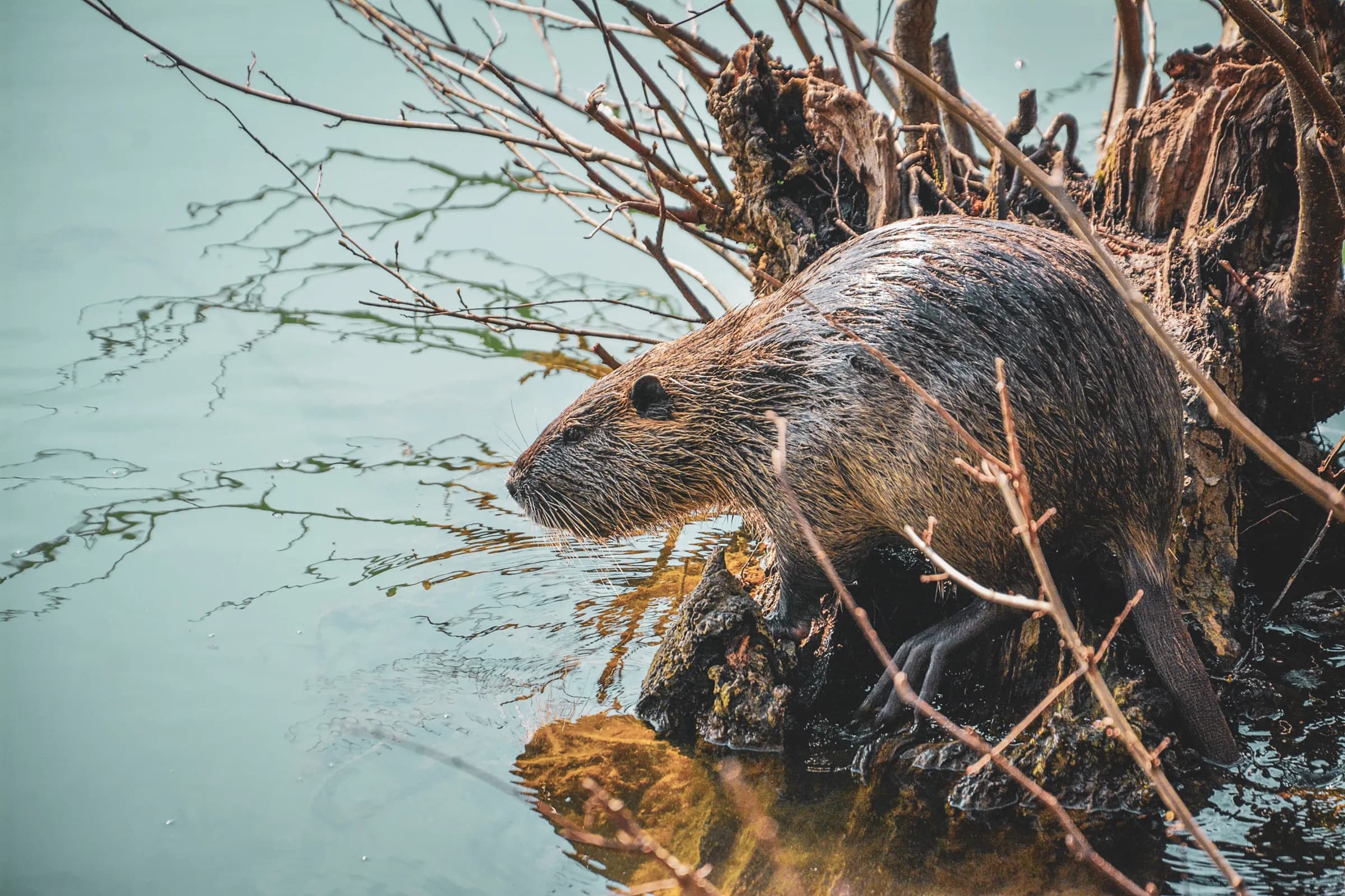 Beaver emerging from a peaceful river, surrounded by branches, inviting you to explore nature.