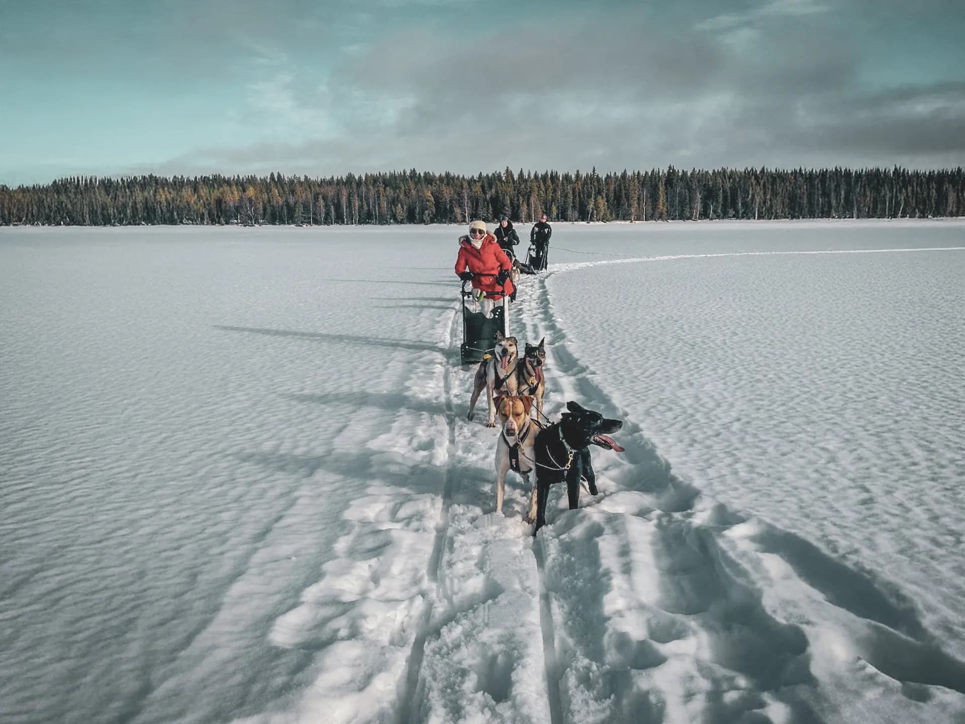 un attelage de chiens de traîneau sur un vaste glacier enneigé.
