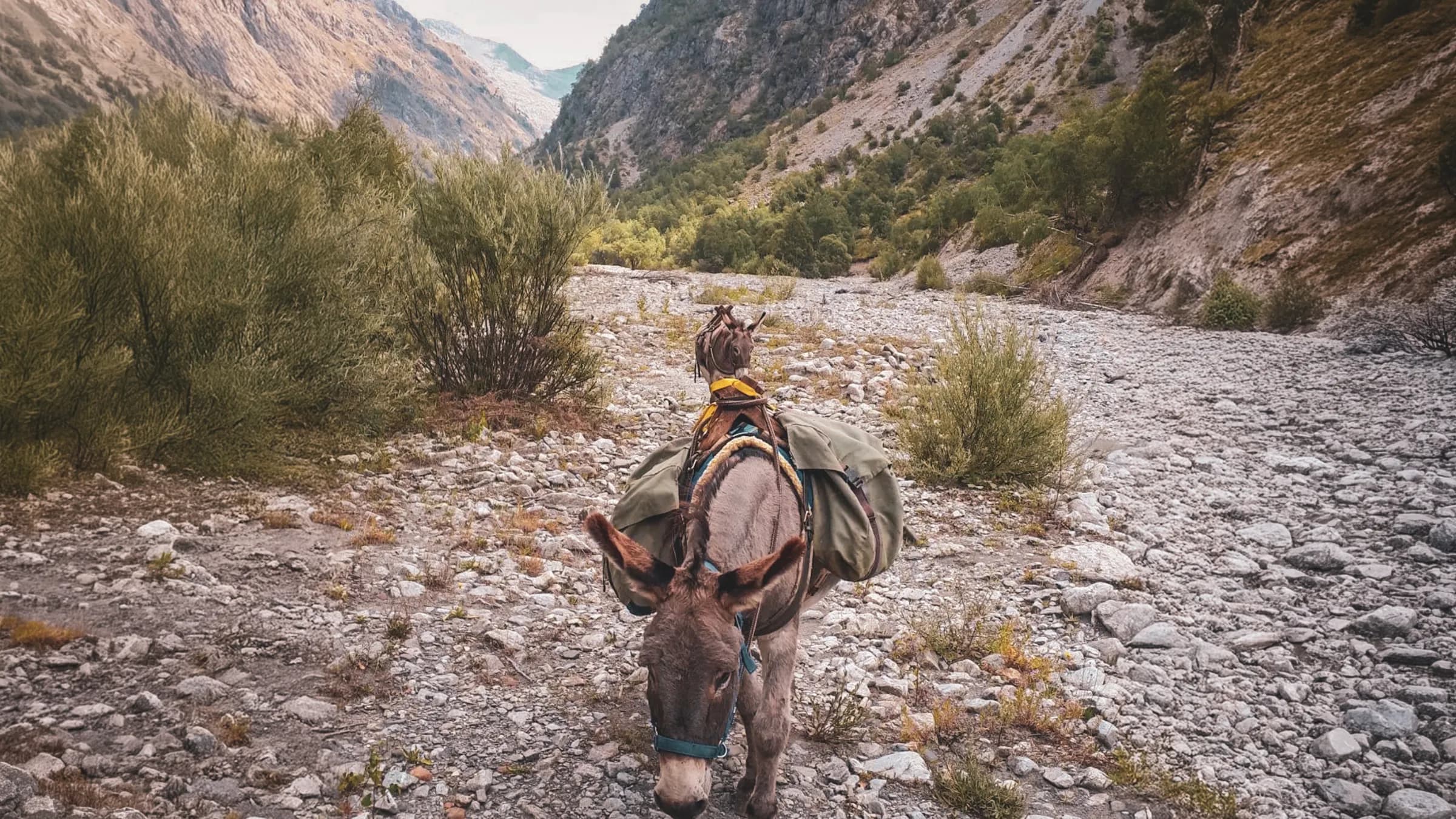 Deux ânes chargés marchent le long d'un chemin de gravier, entourés de paysages alpins majestueux.