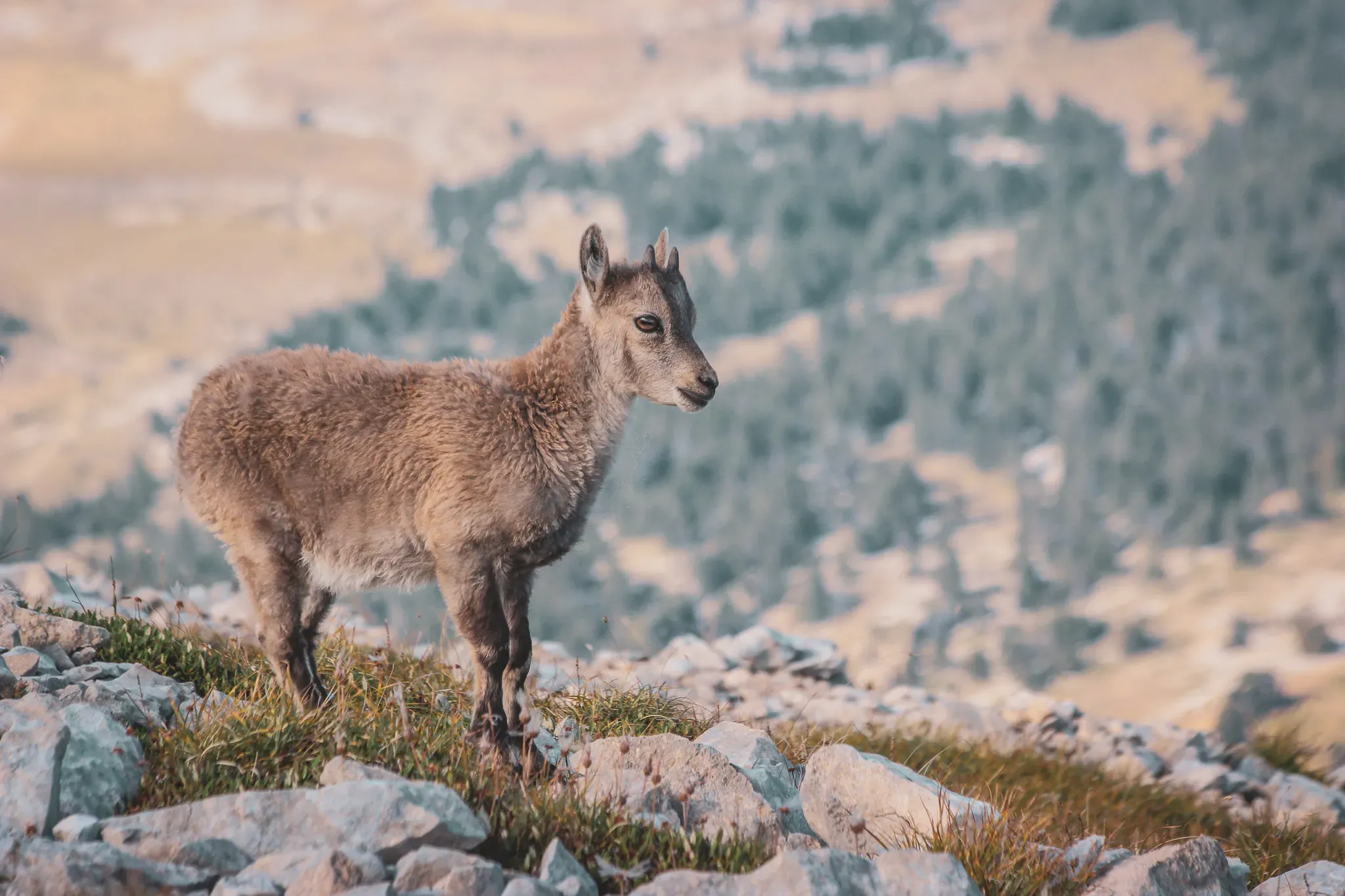A young ungulate stands on rocky ground, with lush green mountains in the background, inviting exploration.