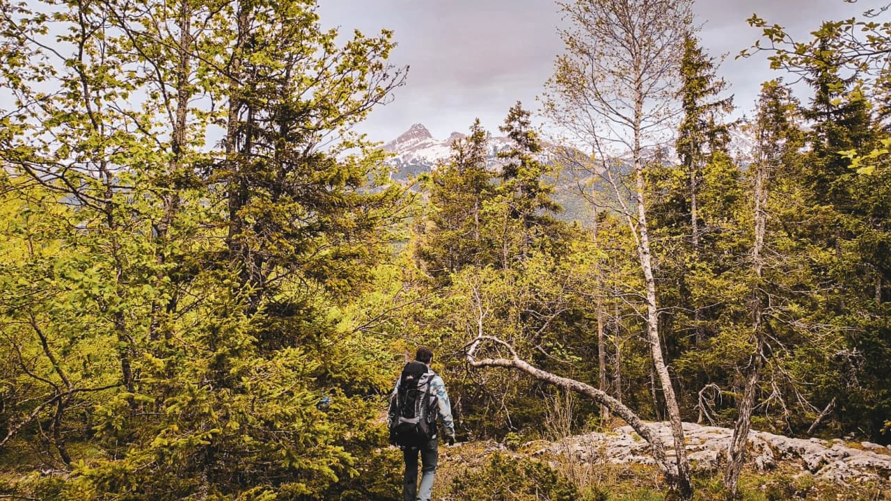 Promenade paisible dans les forêts verdoyantes du Vercors, avec des montagnes en arrière-plan.