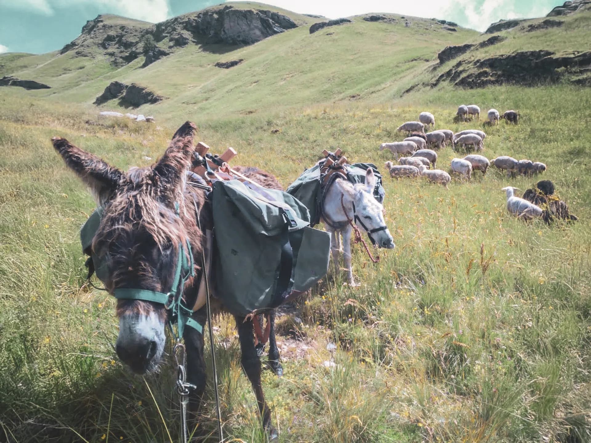 Two donkeys with sacks moving across a green field, surrounded by sheep and mountains.