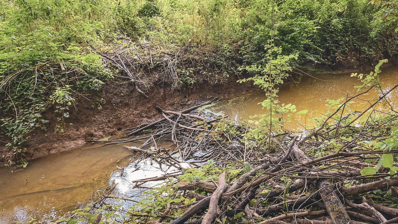A stream lined with branches, in the heart of Belgium's lush countryside. Adventure and exploration!