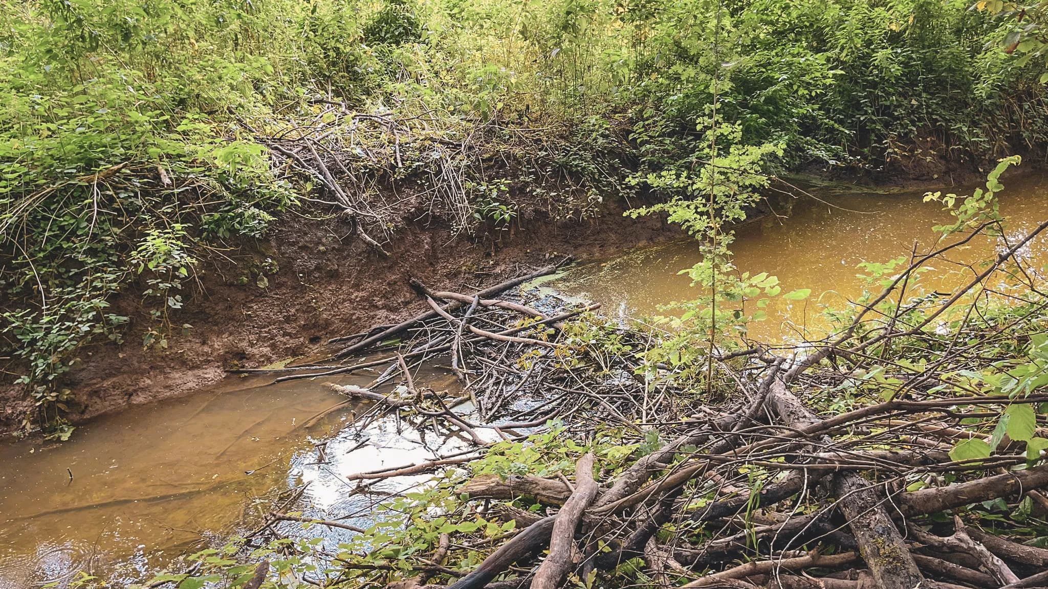 Un ruisseau bordé de branches, au cœur d'une nature luxuriante en Belgique. Aventure et exploration!
