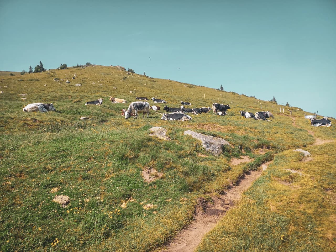 Cows lying peacefully on a green hillside in the Vosges, under a blue sky.