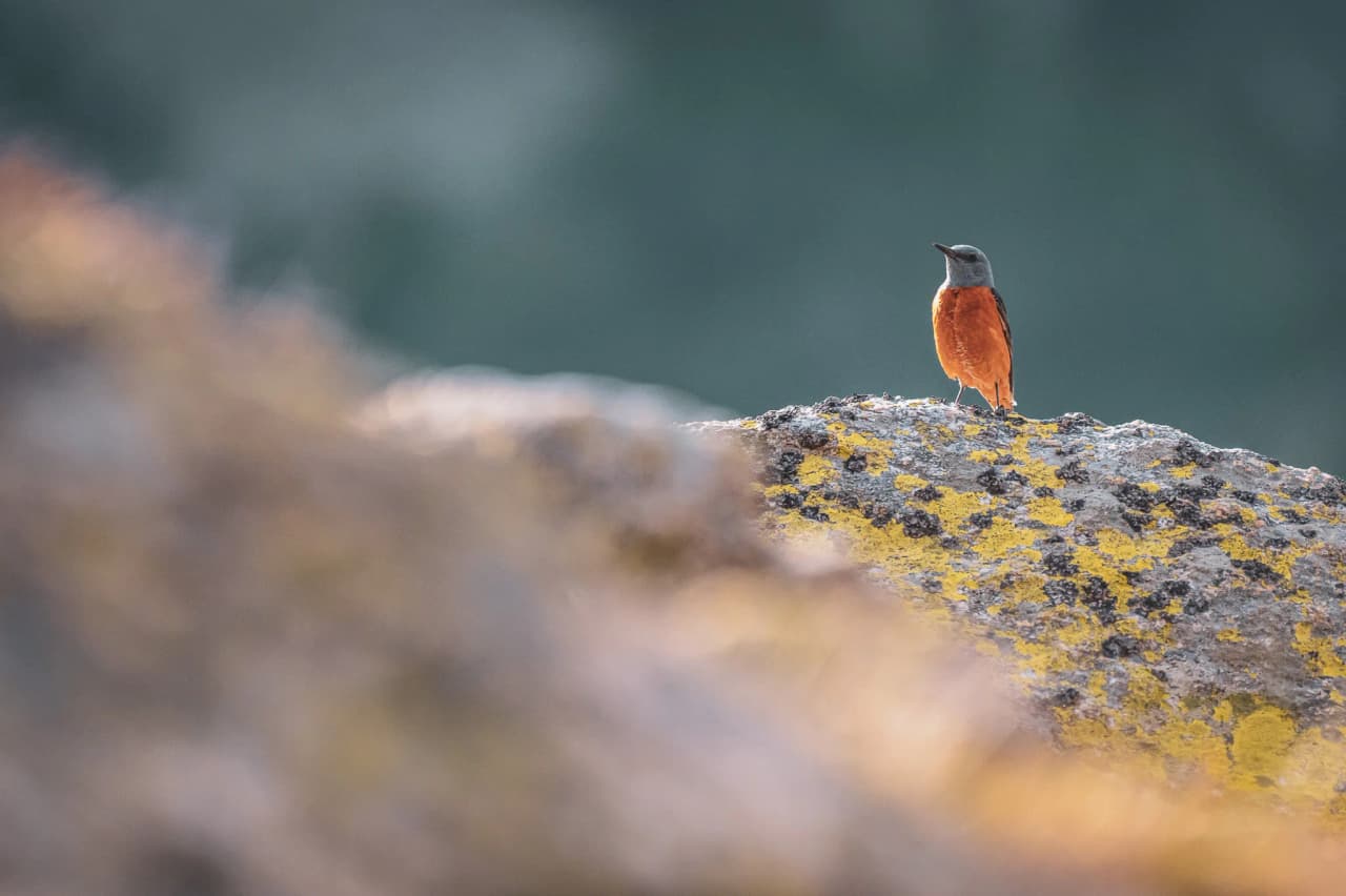 A colourful bird stands on a rock, against a backdrop of misty mountains and Alpine landscapes.