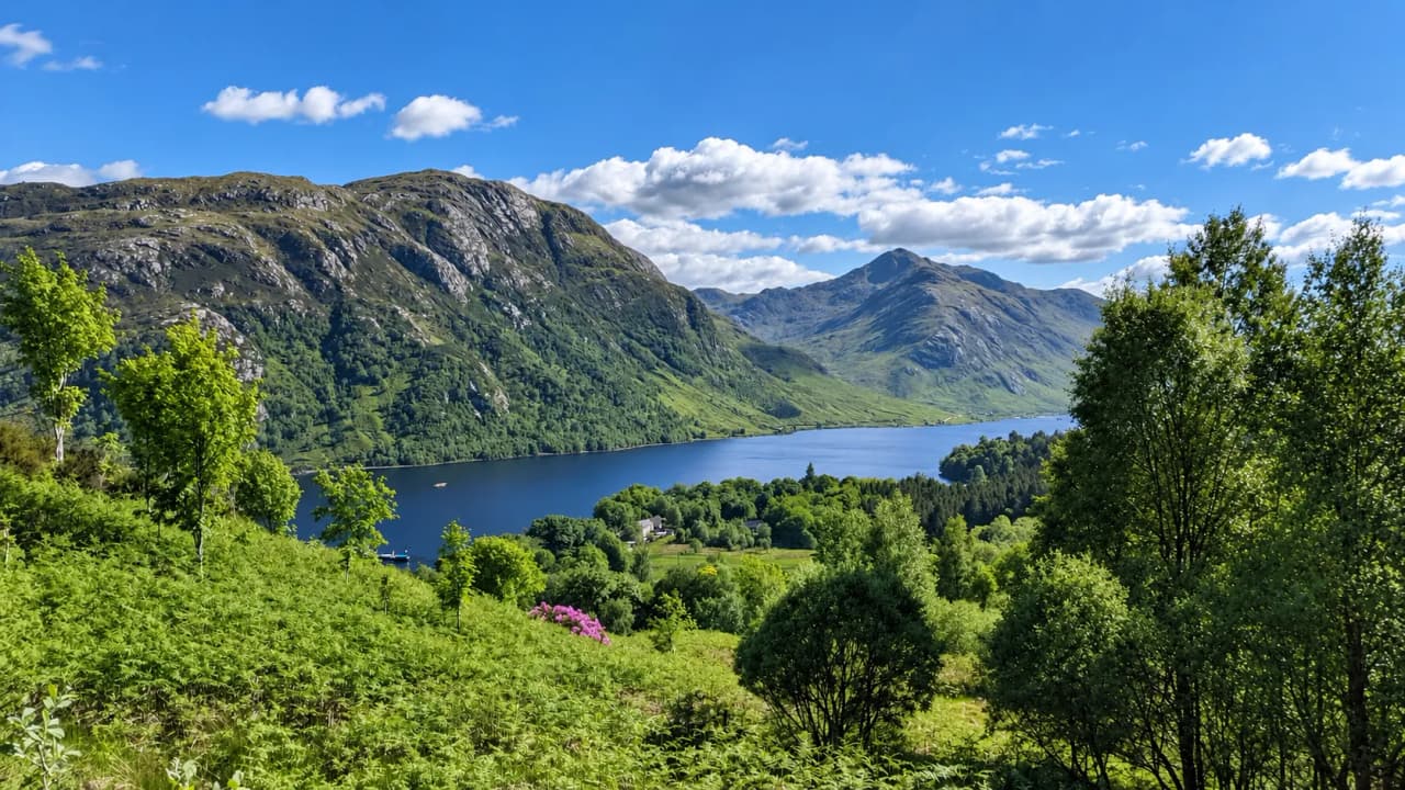 View down onto a long loch lined with woods and mountains, from a fern-covered hillside