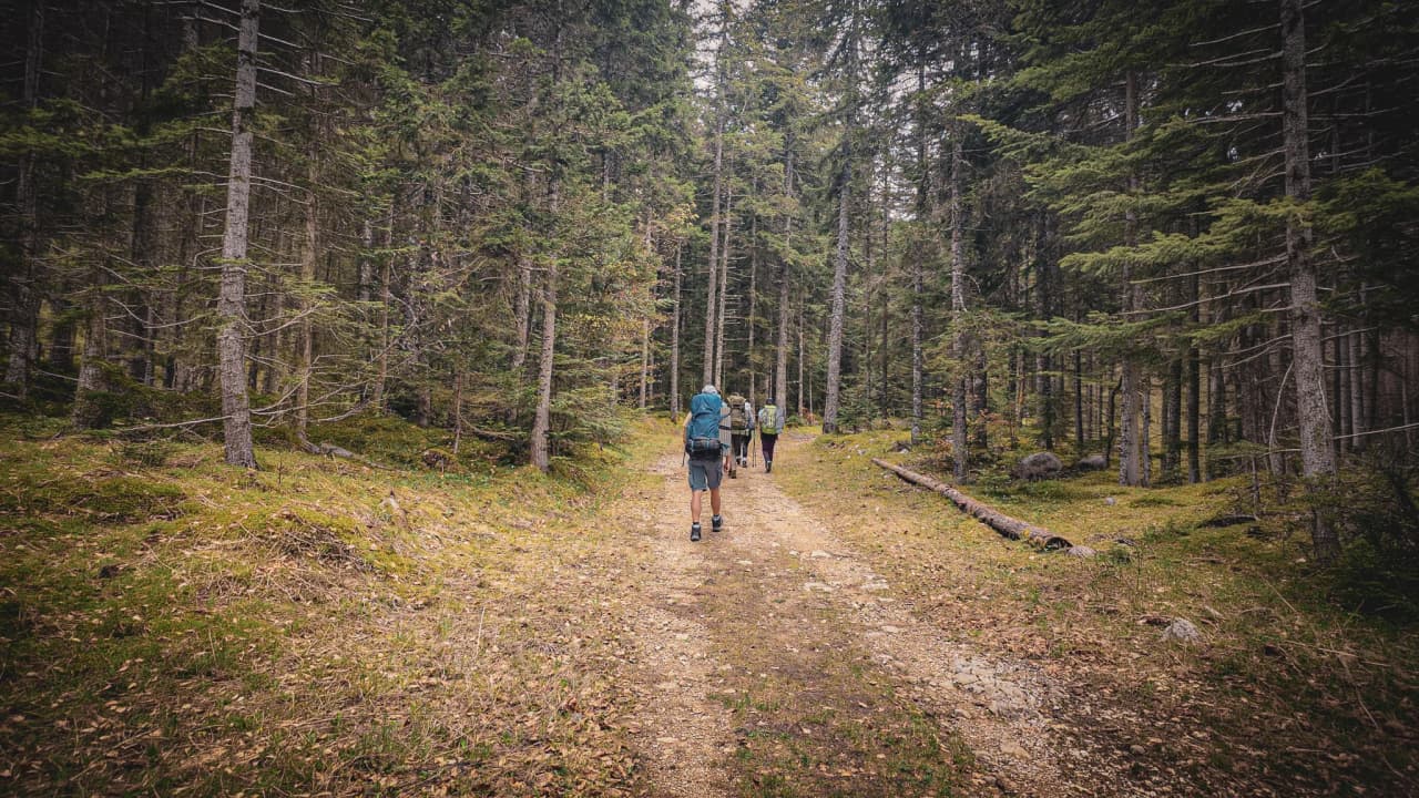 Trois randonneurs cheminent dans une forêt verdoyante du Vercors, offrant une escapade apaisante.