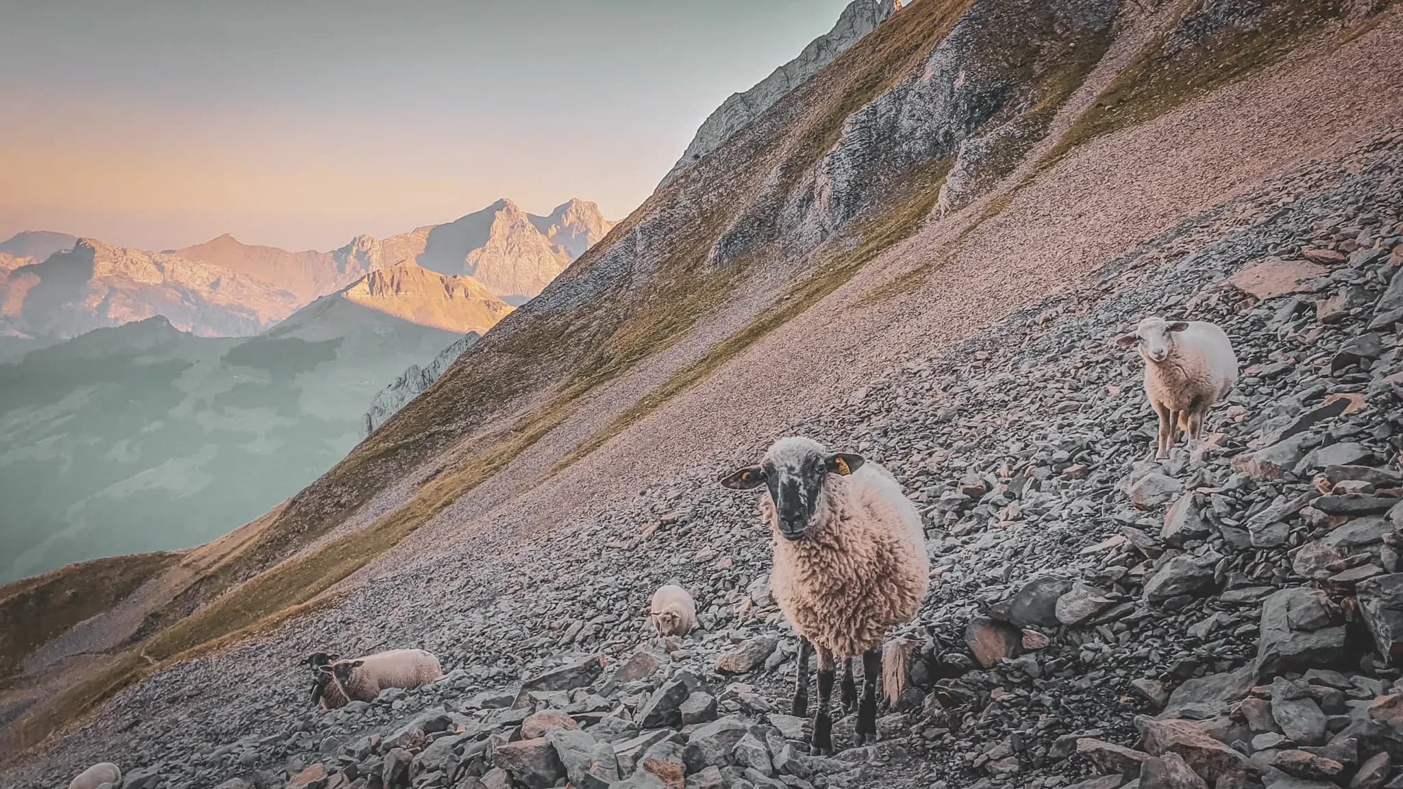 Moutons paissant sur des rochers alpins, avec les majestueuses montagnes des Aravis en arrière-plan.