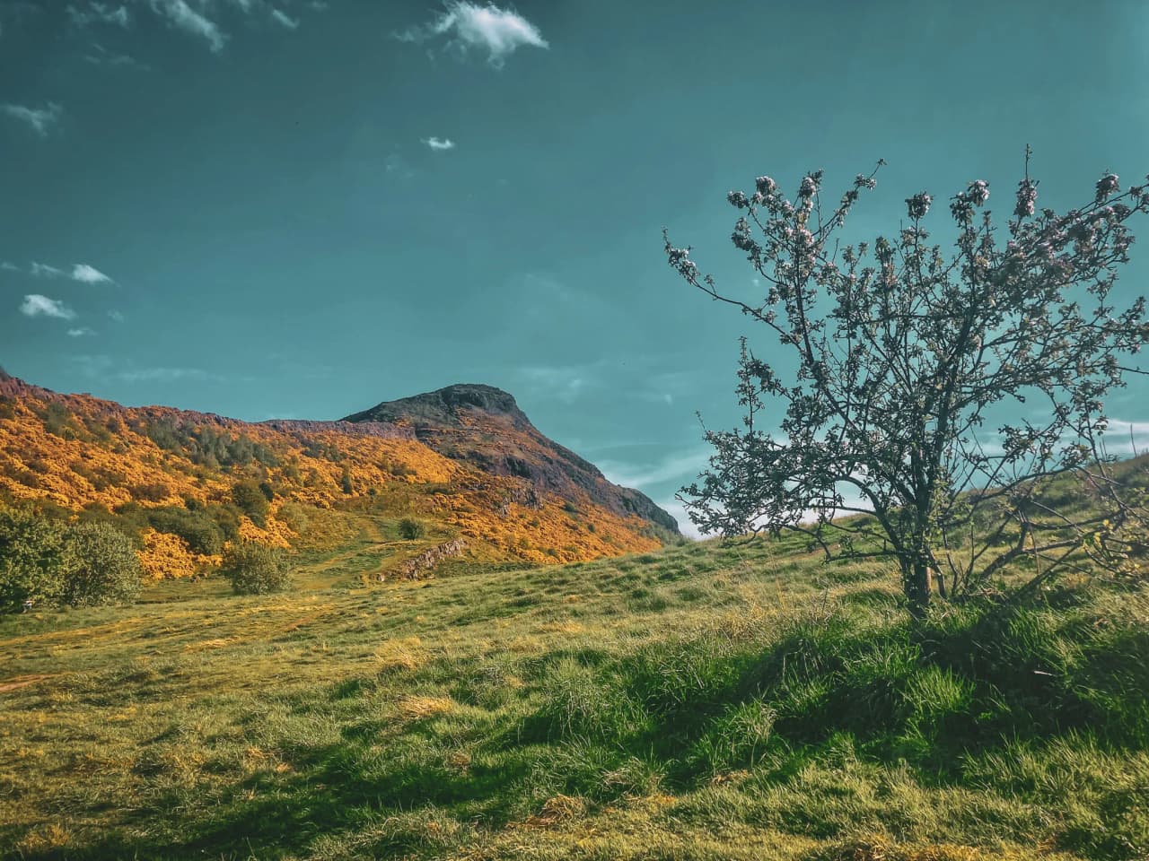 Paysage pittoresque des Highlands avec collines dorées, un ciel bleu clair et un arbre isolé.