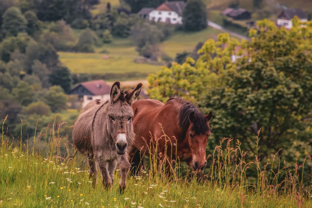 Âne et cheval paissant paisiblement dans un champ verdoyant des Vosges, offrant une vue apaisante.