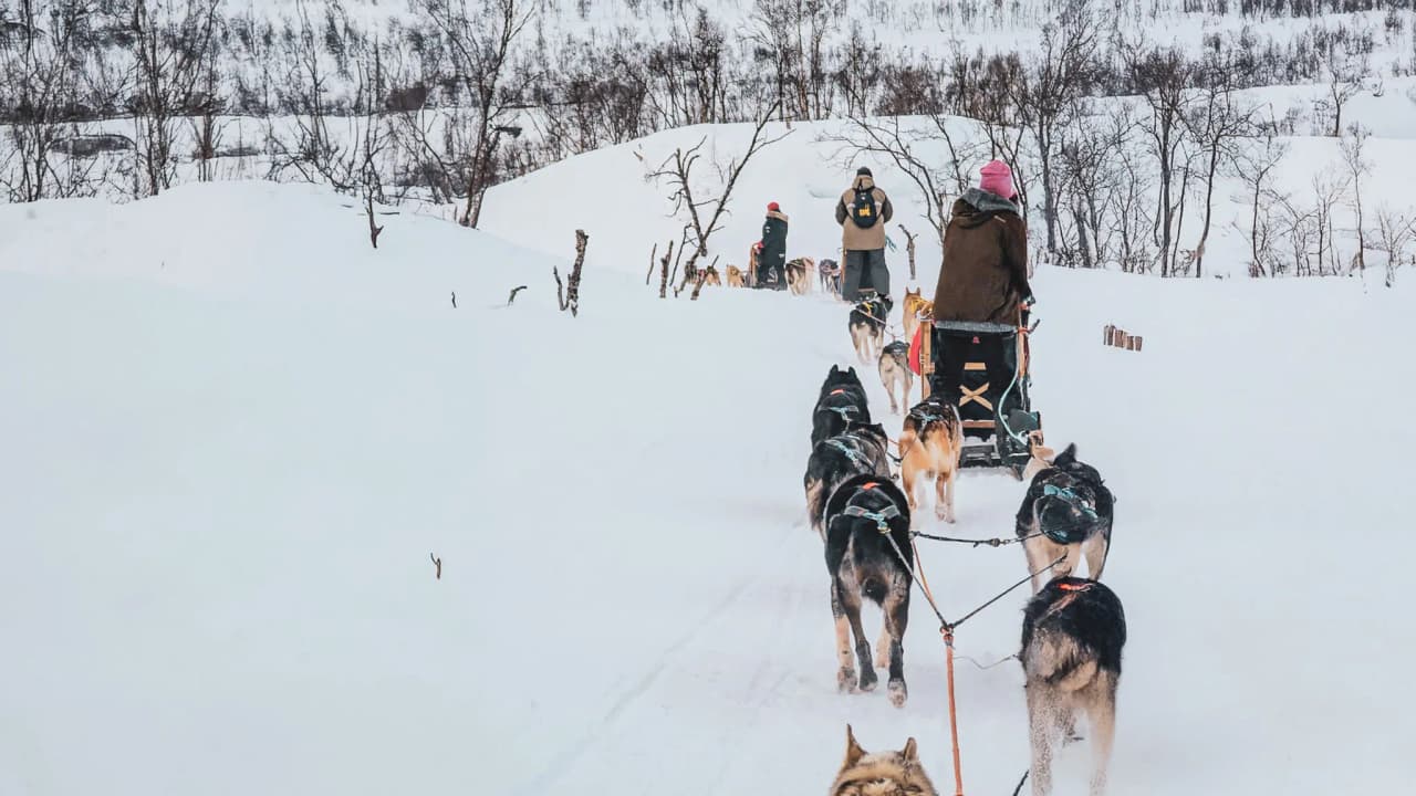 Attelage de huskys à travers la Laponie, neige éclatante, aventure hivernale immersive.