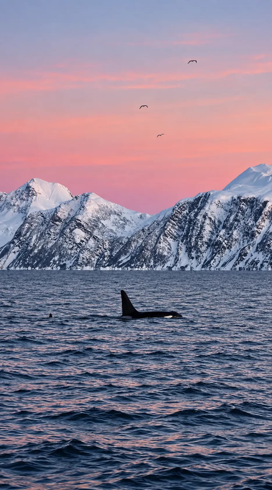 Voile et observation d'orques dans les fjords de Tromsø