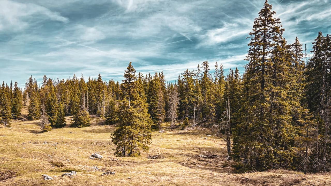 Forêt verdoyante du Vercors sous un ciel bleu, invite à l'évasion et à l'aventure nature.