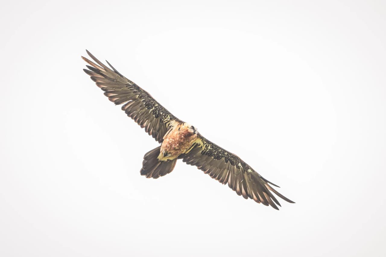 A majestic bird of prey flies over the summits of the Pyrenees, a symbol of adventure in the great outdoors.