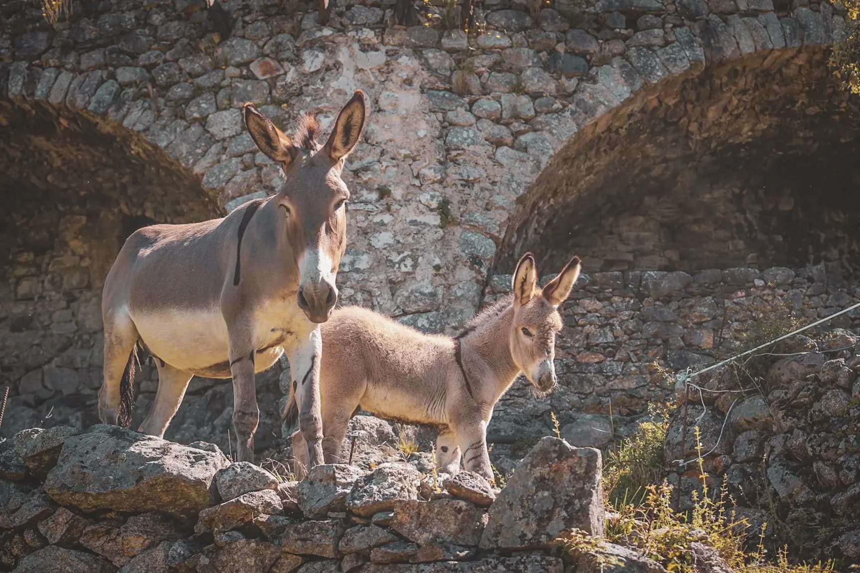 Twee ezels op een stenen pad, omringd door de wilde landschappen van de Cevennen.