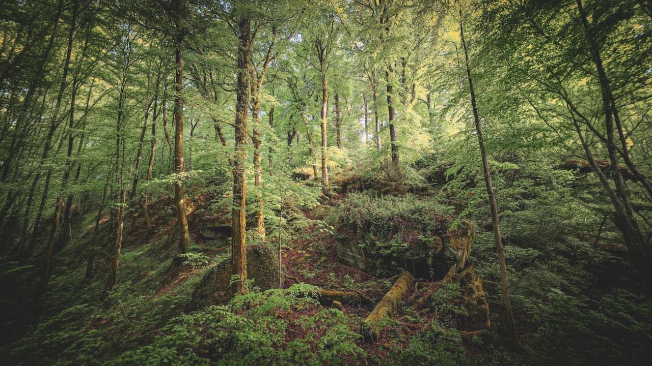 Het weelderige, zonovergoten bos van het Mullerthal, een ware oase van rust voor wandelaars.