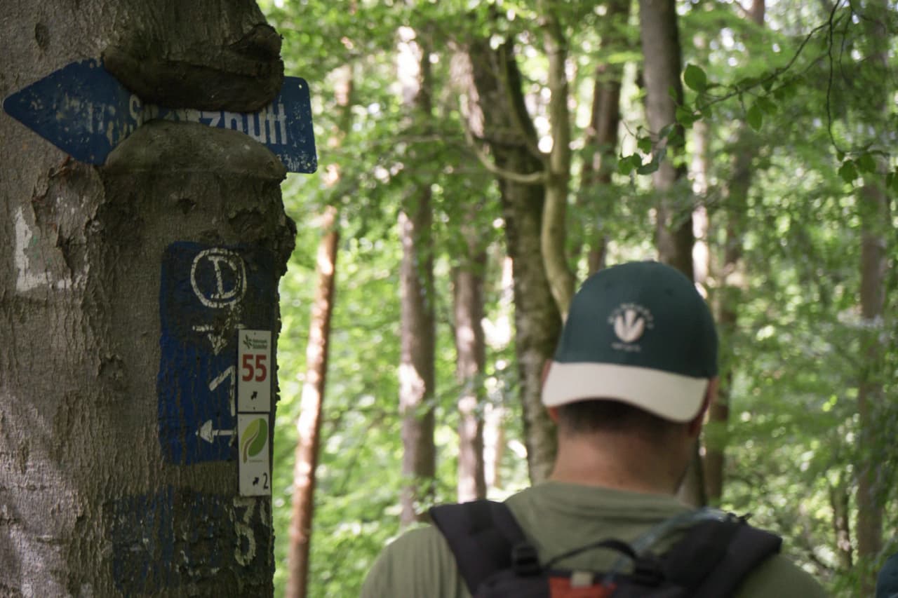 Hiker in the Luxembourg forest, marked path between rocks and soothing greenery.