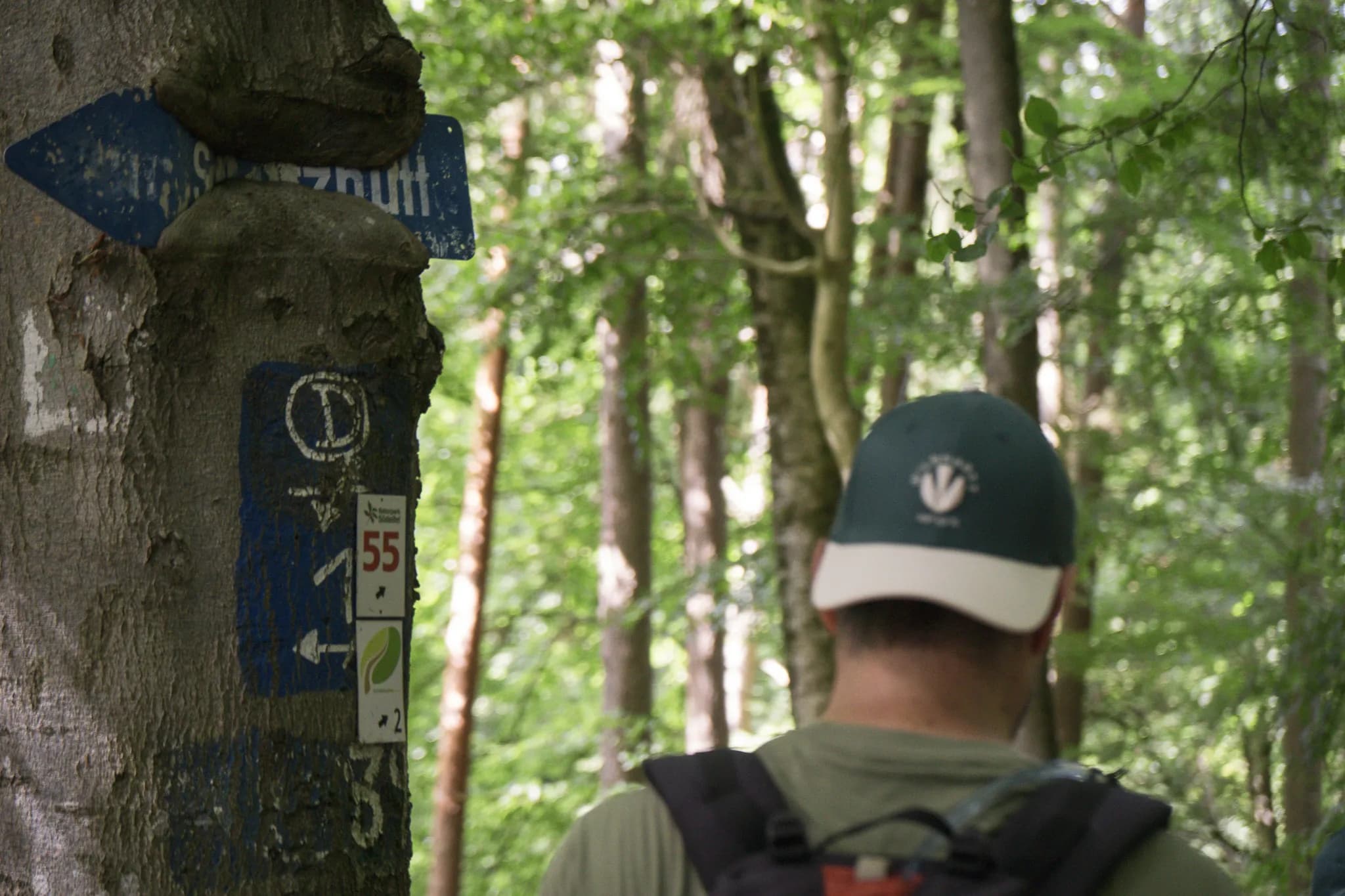 Randonneur dans la forêt luxembourgeoise, chemin balisé entre rochers et verdure apaisante.
