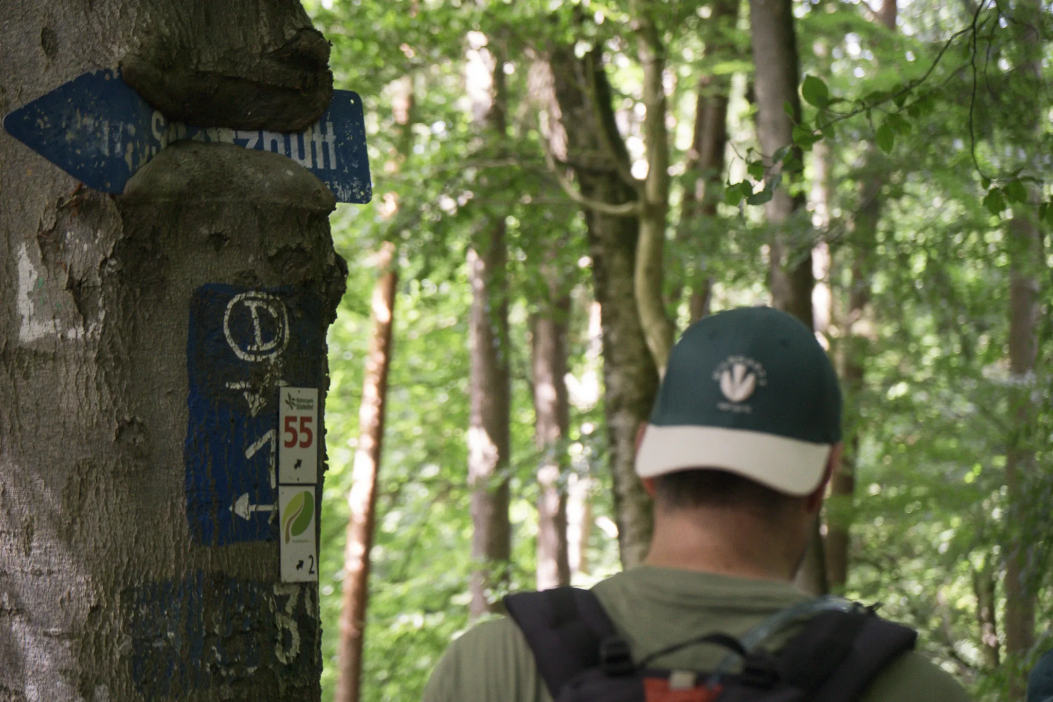 Randonneur dans la forêt luxembourgeoise, chemin balisé entre rochers et verdure apaisante.
