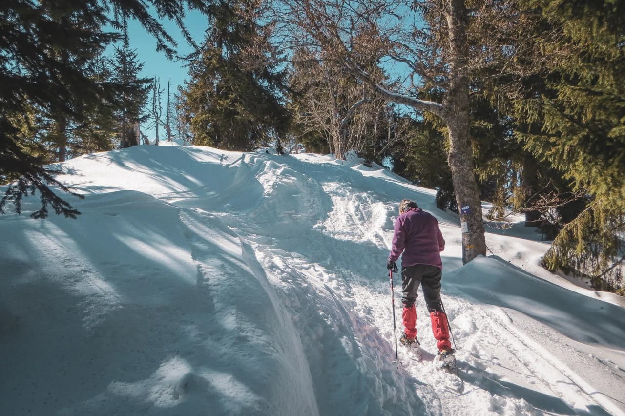 Randonneur en raquettes sur un sentier enneigé, entouré de sapins majestueux sous un ciel bleu.