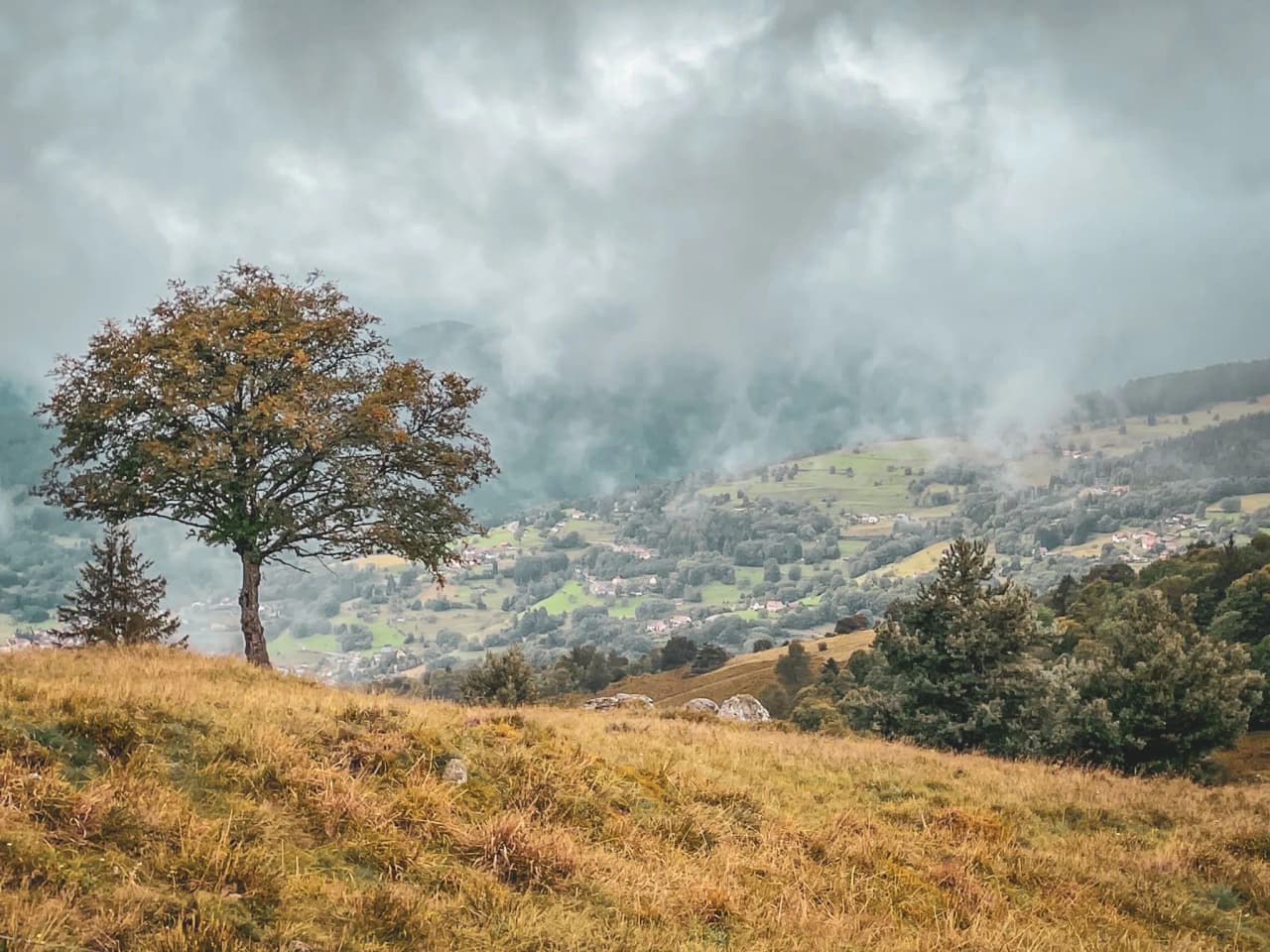Paysage paisible du massif des Vosges, avec un arbre solitaire surplombant des vallées verdoyantes.