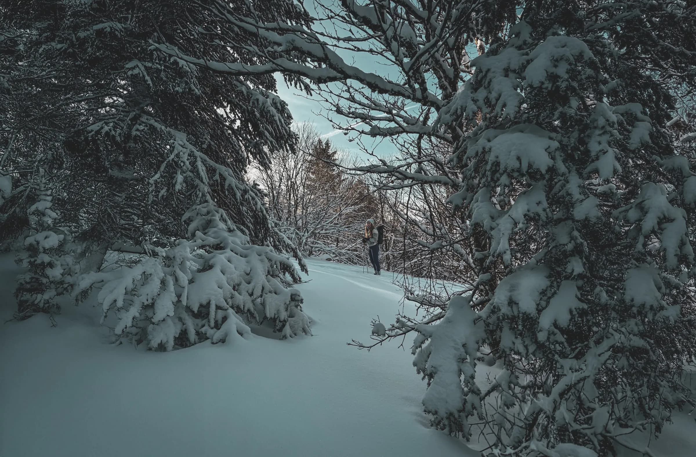 A hiker ventures into a snowy landscape, surrounded by majestic fir trees.