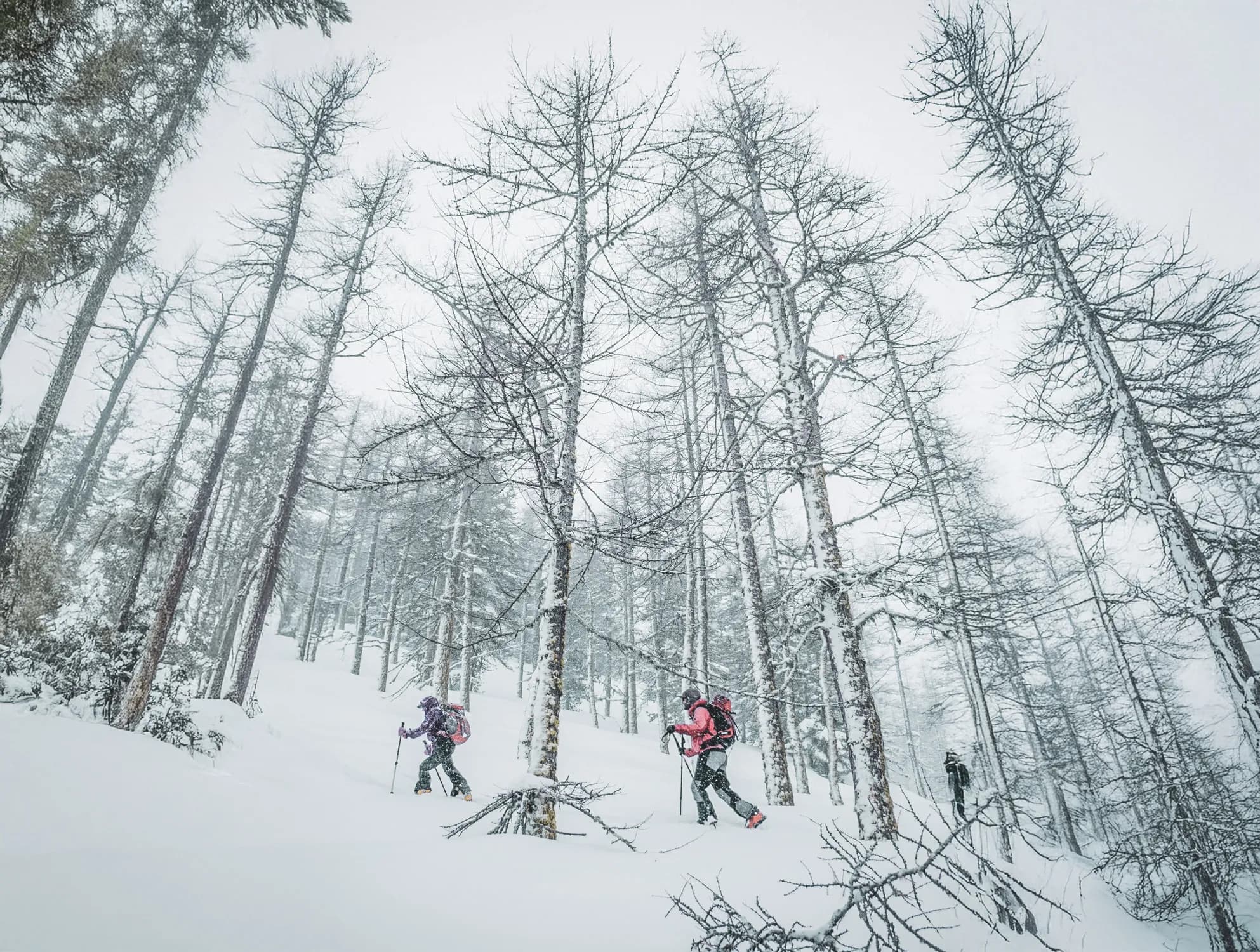 skiers making their way through a snow-covered forest in a wintry atmosphere.
