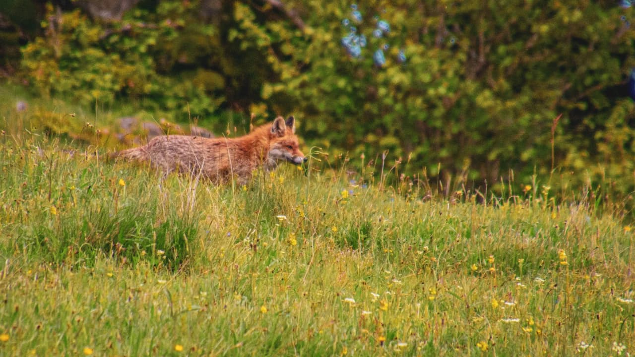 Un renard majestueux se faufile dans un champ fleuri verdoyant des Vosges, invitant à l'évasion.