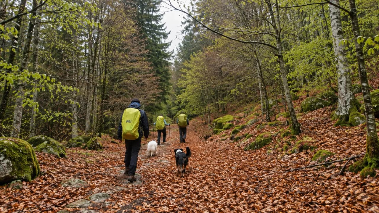 A group of walkers are exploring a woodland path lined with golden leaves, accompanied by their dogs.