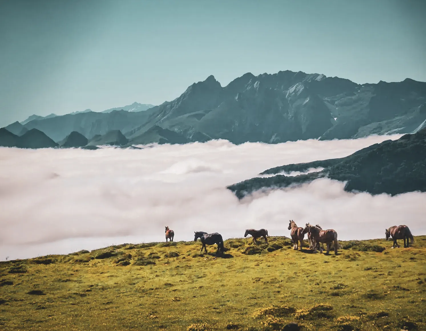 Paarden grazen op een groene weide, majestueuze bergen rijzen boven de wolken uit.