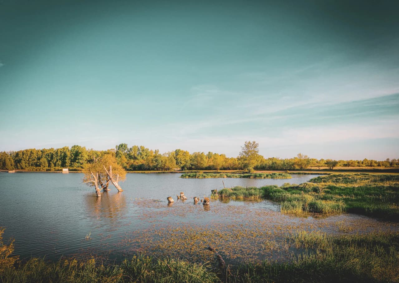 Een natuurlijk landschap met een groot, rustig water omringd door weelderige vegetatie. Bomen met groene en gouden bladeren staan langs de oever en creëren een serene sfeer. Een paar boomstammen komen tevoorschijn