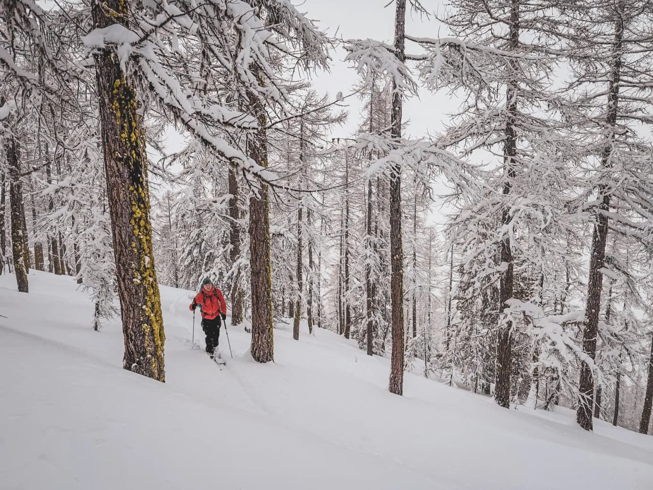 A ski tourer in a snow-covered forest in the Écrins, surrounded by idyllic scenery.
