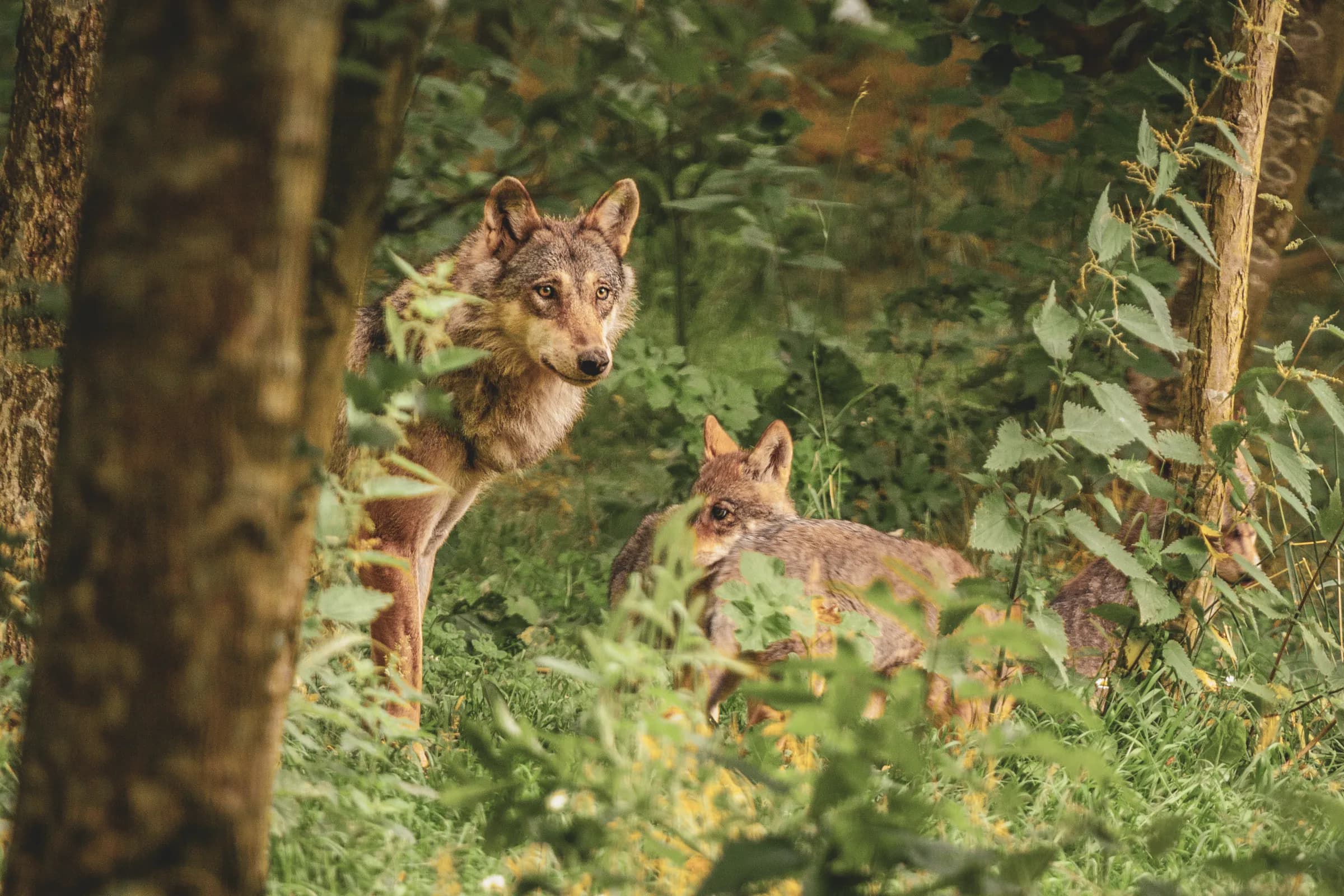 Geïntrigeerde wolven in hun natuurlijke habitat, omringd door het weelderige groen van de Vercors.