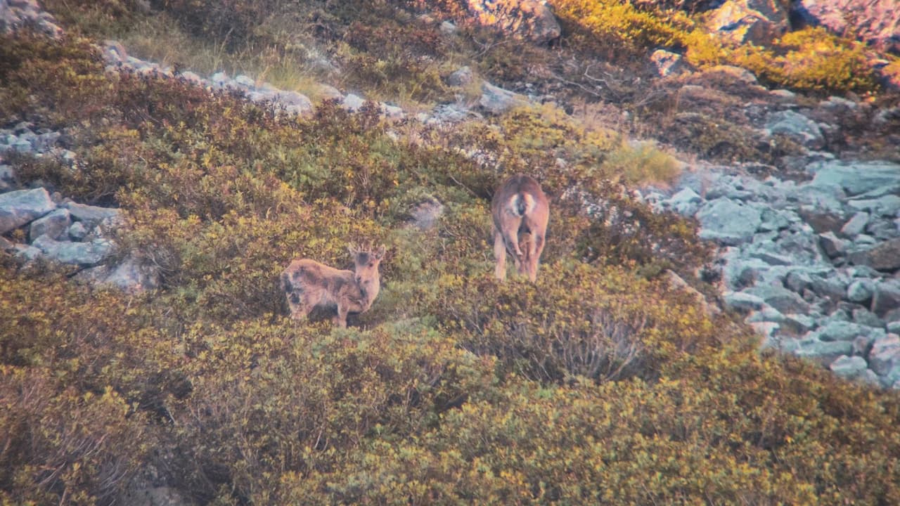 Twee gemzen staan op een bergachtig terrein bezaaid met stenen en begroeiing, in de Hautes-Pyrénées.