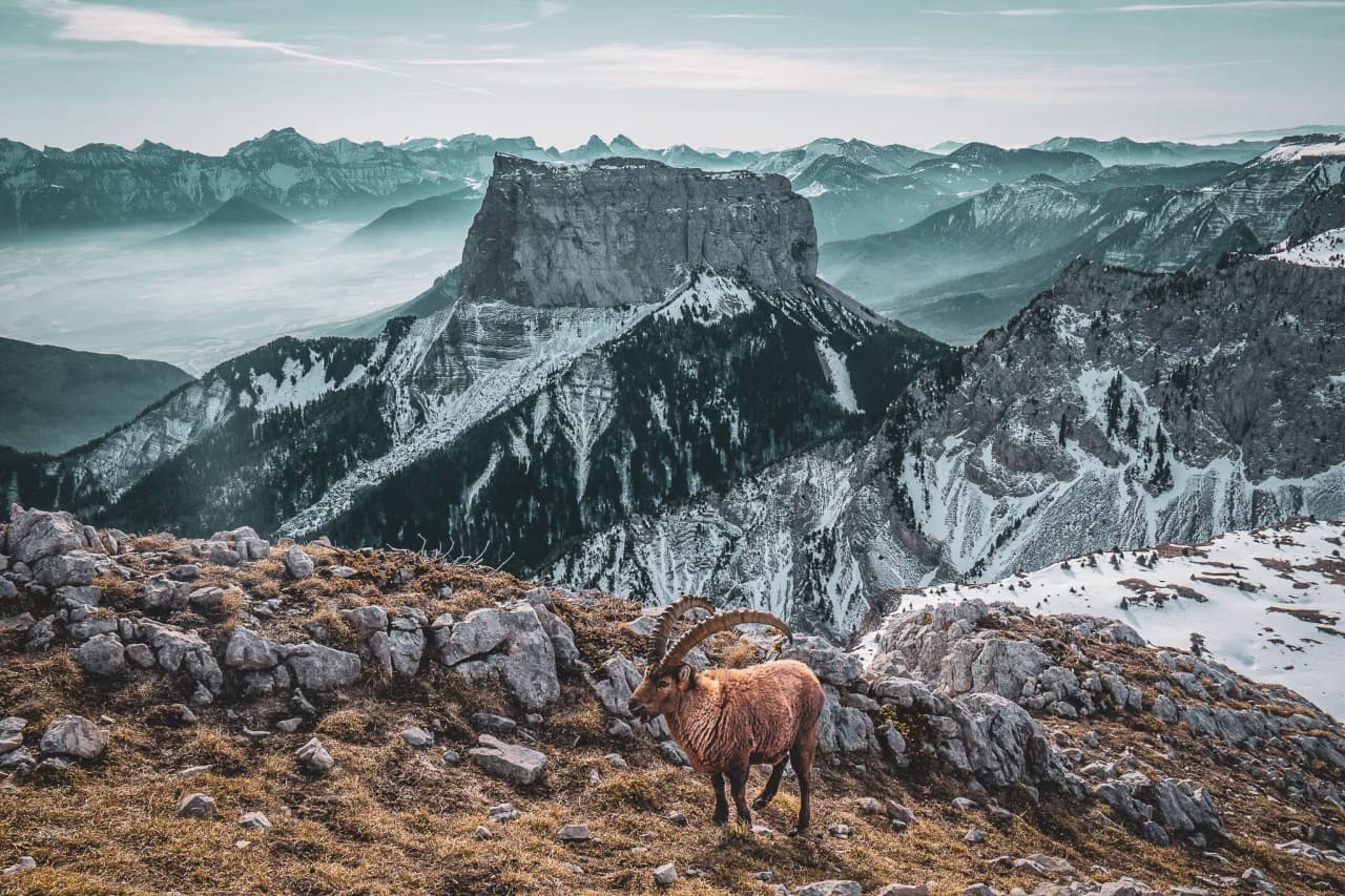 A majestic ibex towering over the snow-capped peaks of the Vercors, an enchanting landscape.