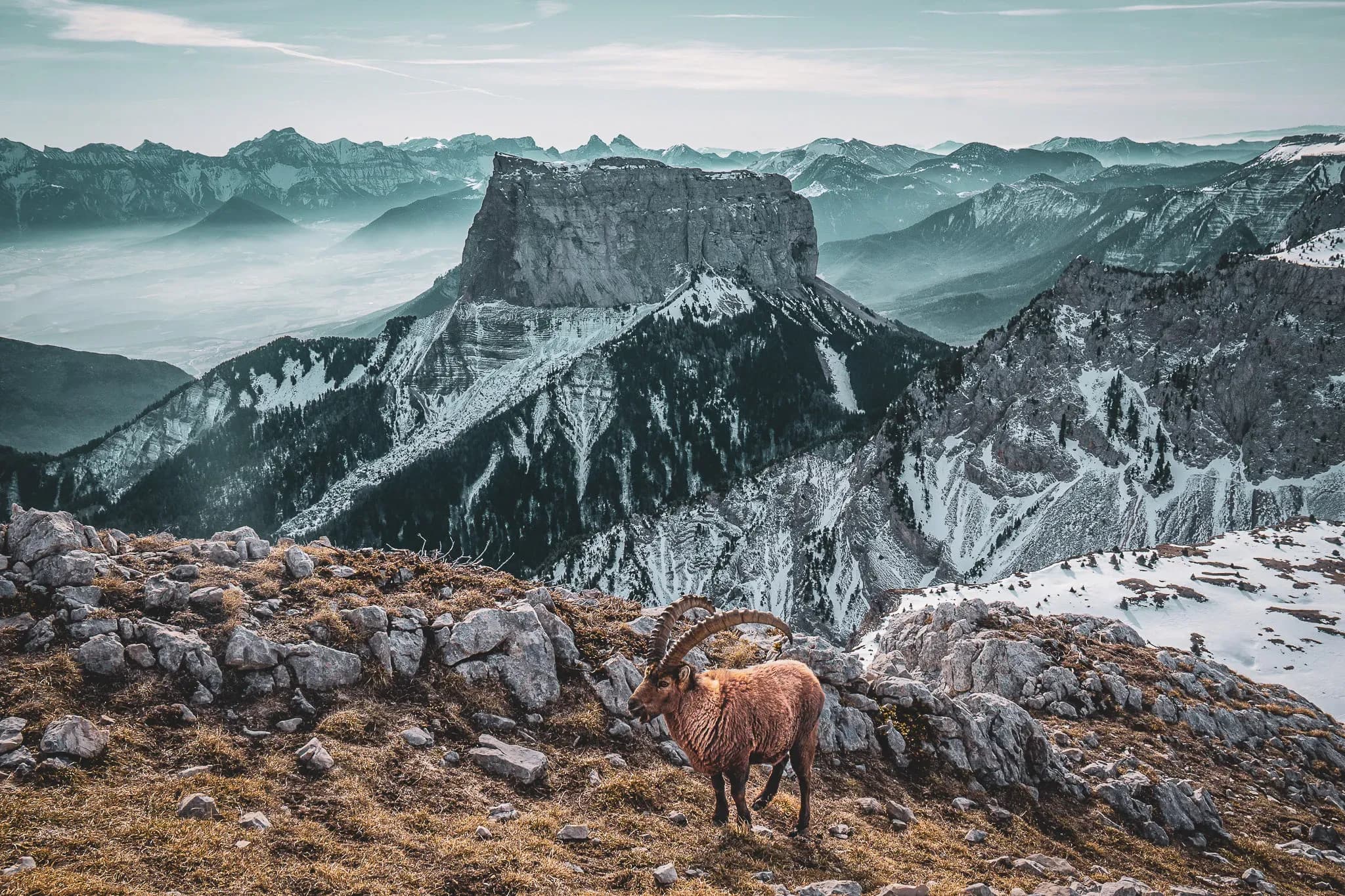 A majestic ibex towering over the snow-capped peaks of the Vercors, an enchanting landscape.