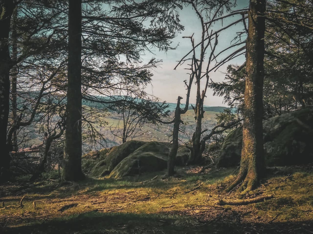 A quiet path through the trees, offering soothing views of the green hills.