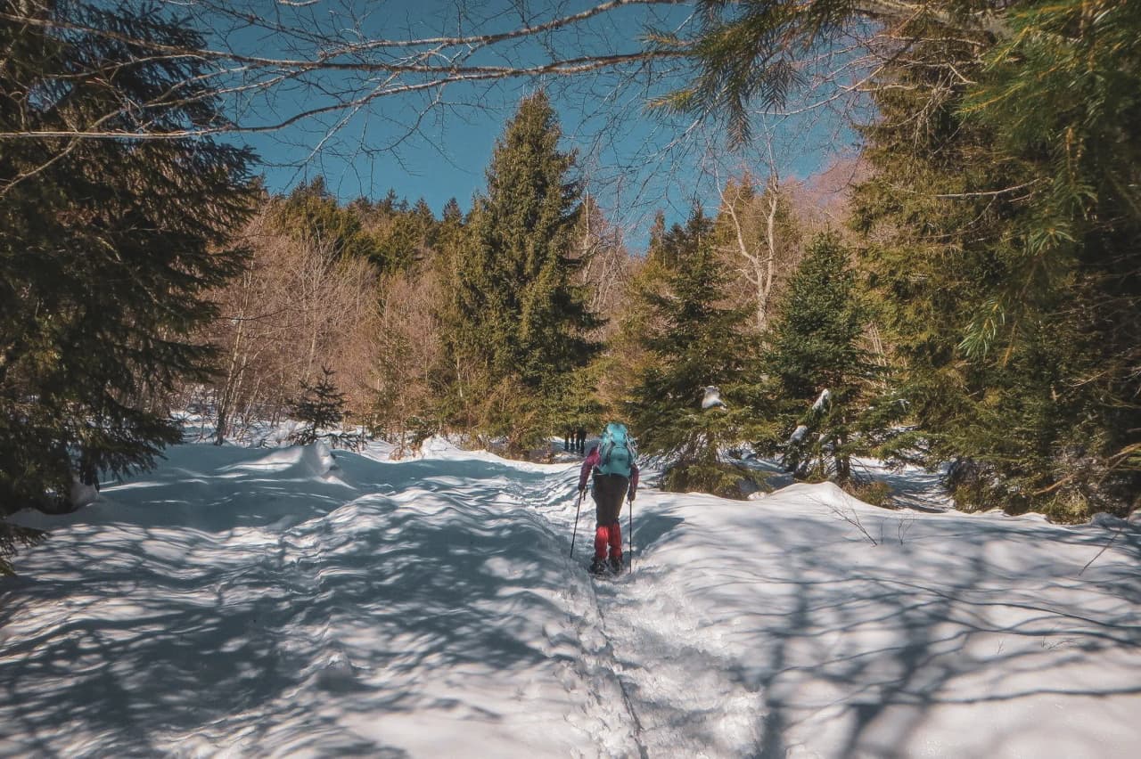 Un randonneur s'engage sur un sentier enneigé, entouré d'arbres majestueux sous un ciel bleu.
