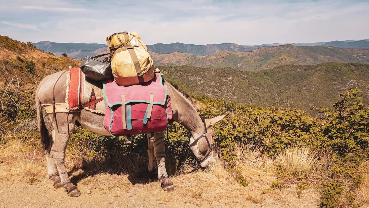 A donkey loaded with sacks grazing in a green Cévennes landscape under a bright sky.