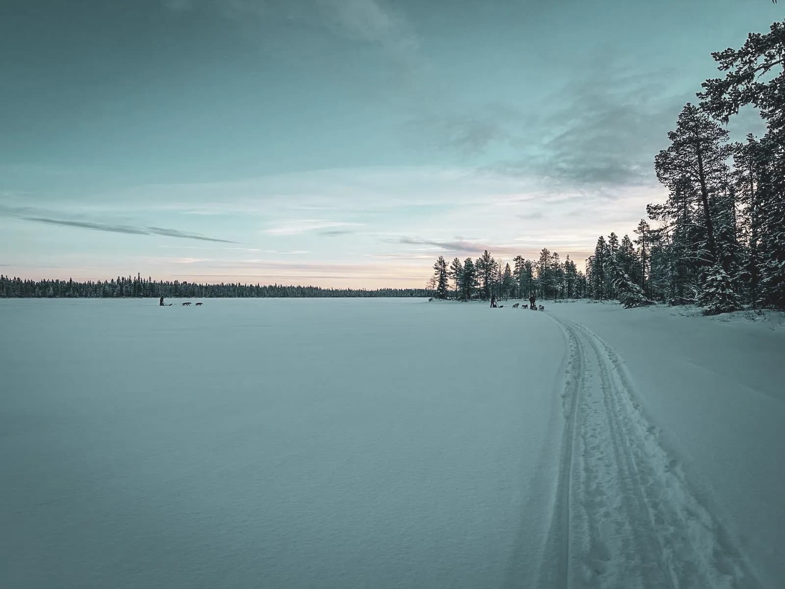 Un vaste paysage enneigé en Laponie, avec des traces de pas et des silhouettes de chiens au loin.